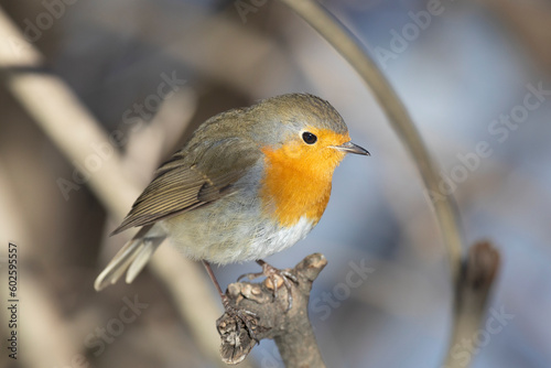 Robin bird sits on a tree branch close up