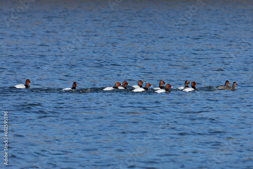 A flock of male common pochard swims on the lake