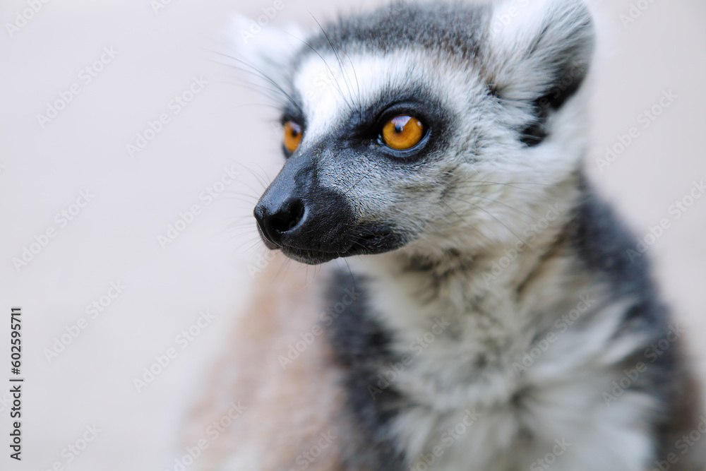Close-up of a ring-tailed lemur (Lemur catta)