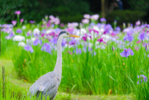 アオサギと花菖蒲