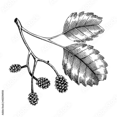 Decorative autumn leaf sketch. Alder foliage and cones drawing. Hand drawn botanical element in sketched style. Sketched fall branches illustrations. For Thanksgiving day design.