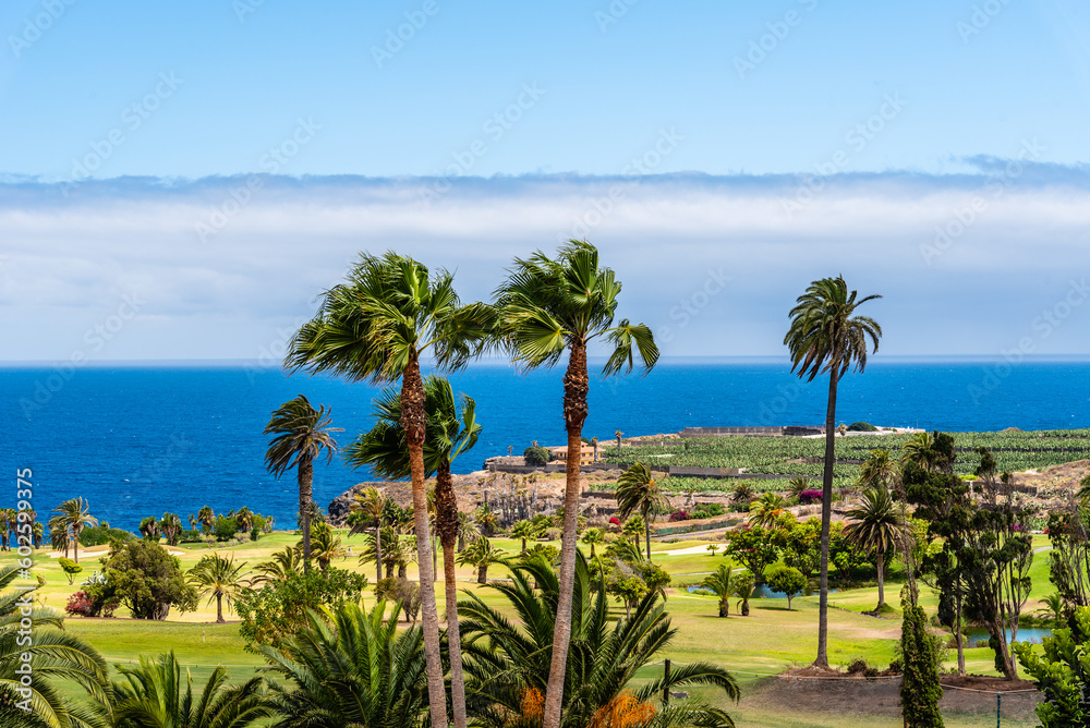 Tropical landscape with palm trees, a green meadow and the blue sea in the background. Tenerife, Canary Islands