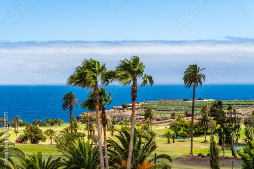 Tropical landscape with palm trees, a green meadow and the blue sea in the background. Tenerife, Canary Islands © jjfarq