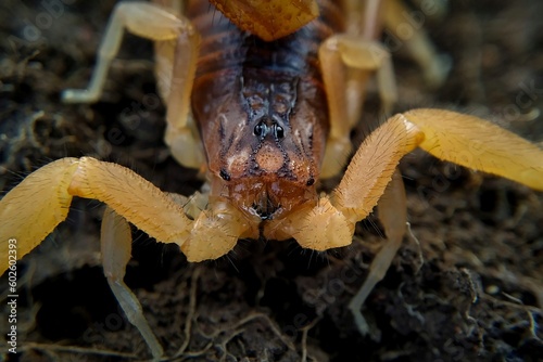 Close up of head of Indian red scorpion, Hottentotta tamulus, Maharashtra, India photo