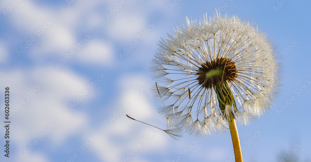 Obraz premium Beautiful fluffy dandelions and flying seeds against the blue sky on a sunny day. Dandelion seeds in the sun. Medicinal plant.