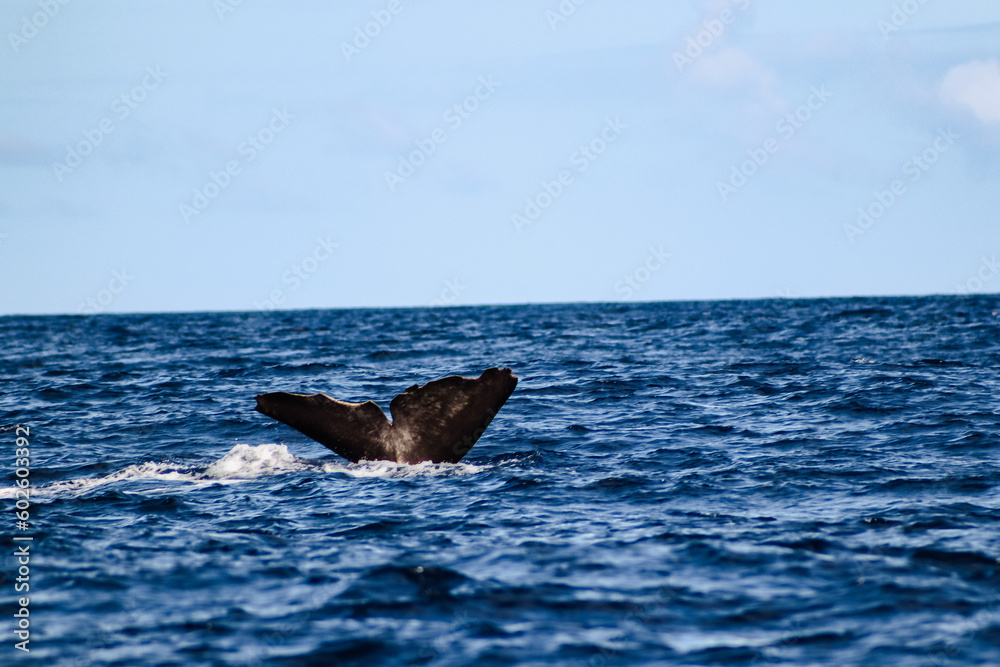 Fototapeta premium little whale