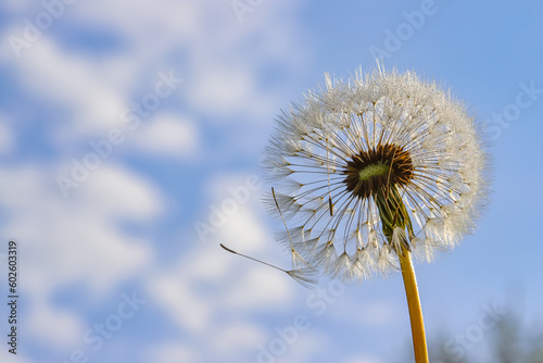 Beautiful fluffy dandelions and flying seeds against the blue sky on a sunny day. Dandelion seeds in the sun. Medicinal plant.