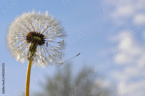 Beautiful fluffy dandelions and flying seeds against the blue sky on a sunny day. Dandelion seeds in the sun. Medicinal plant.