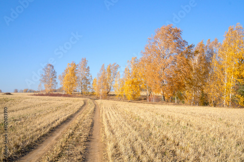 Mowed wheat field against the background of birch trees with yellow leaves. Harvesting October.