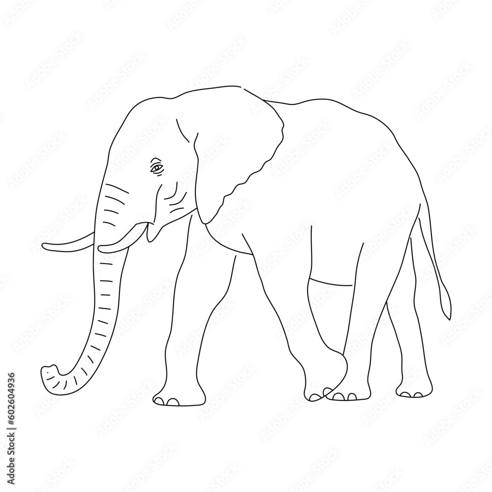 Obraz premium Sketch of Elephant. Hand drawn vector illustration.