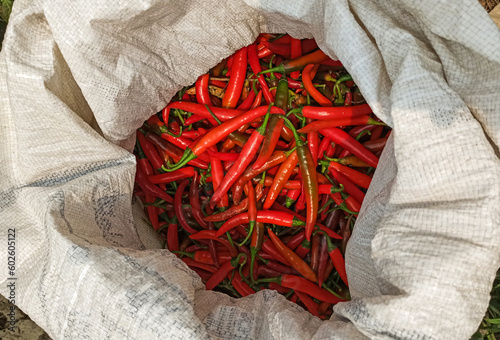 Red chili collecting from garden