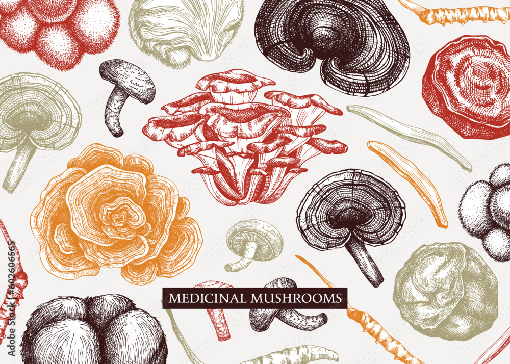 Medicinal mushroom vector background. Sketched adaptogenic plants