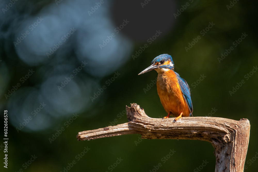 Obraz premium Common European Kingfisher (Alcedo atthis) sitting on a branch above a pool to catch a fish in the forest in the Netherlands with a green background 