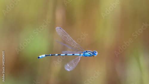 dragonfly in flight over water photo