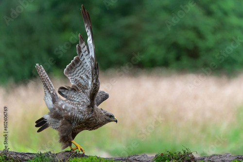 Common Buzzard (Buteo buteo) searching for food in the forest of Noord Brabant in the Netherlands.