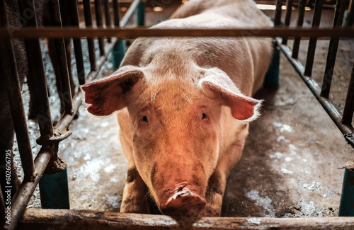 Big breeding pig farm,The breeder pig in the cage