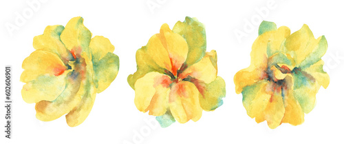 Photography Primrose watercolor flower