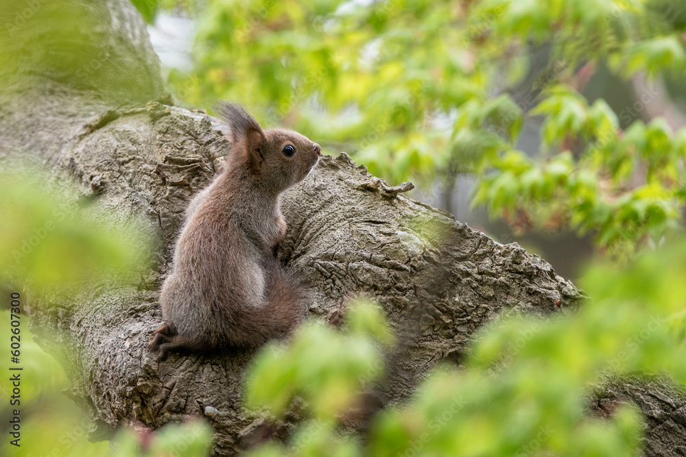 Fototapeta premium エゾリスの子供