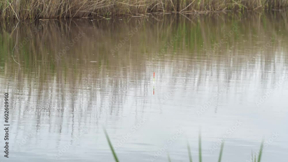 A bright bobber in the water signals a fish bite. The float twitches several times. Drops of drizzling rain on the surface of the water. Fishing on an overcast spring day. Fishing for crucian carp A bright bobber in the water signals a fish bite. The float twitches several times. Drops of drizzling rain on the surface of the water. Fishing on an overcast spring day. Fishing for crucian carp