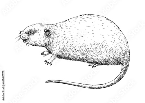 Vole vector sketch. Hand drawn wildlife illustration in engraved style. Field mice isolated on white background. Black and white animal drawing for print, poster, card, cover.