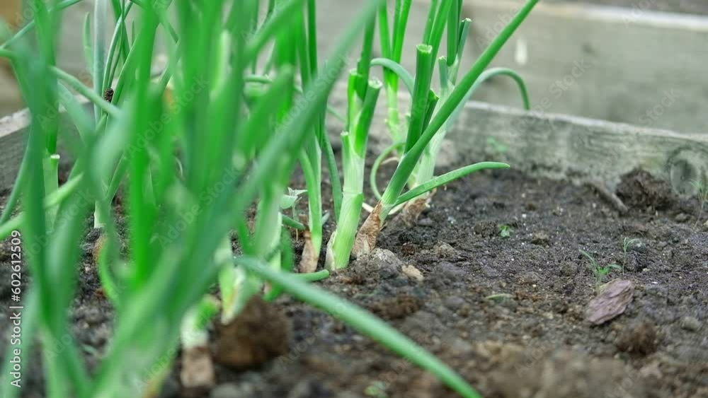 Chive plantation with copy space for text. Green Onions plant growing in a fertile soil in a field in rows. Home-grown aromatic herbs growth on a kitchen garden. Close-up. Harvest season. Bulb plant. Chive plantation with copy space for text. Green Onions plant growing in a fertile soil in a field in rows. Home-grown aromatic herbs growth on a kitchen garden. Close-up. Harvest season. Bulb plant.
