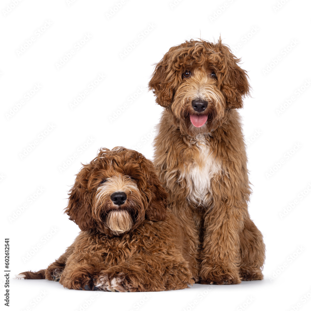 Fototapeta premium Adorable duo Australian Cobberdog aka Labradoodle dog pups, sitting and laying facing front. Looking straight to camera. White spots on chest and toes. Isolated on a white background.
