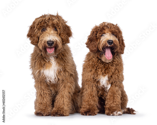 Adorable duo Australian Cobberdog aka Labradoodle dog pups, sitting up facing front. Looking straight to camera. White spots on chest and toes. Isolated on a white background.