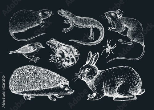 Forest animals vector illustrations in sketch style. Hand drawn wildlife sketches collection. Small animals drawings on chalkboard. Cute characters. Nature white outlines