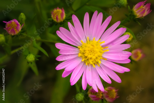 Florzinha rosa