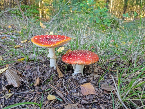 Picture of two toadstools on forest floor