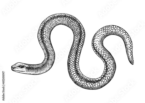 Slow worm vector sketch. Hand drawn wildlife illustration in engraved style. Legless lizards isolated on white background. Black and white mammal animal drawing for print, poster, card, cover.