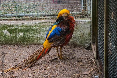 Colorful golden pheasant (Chrysolophus pictus) with blurred grid