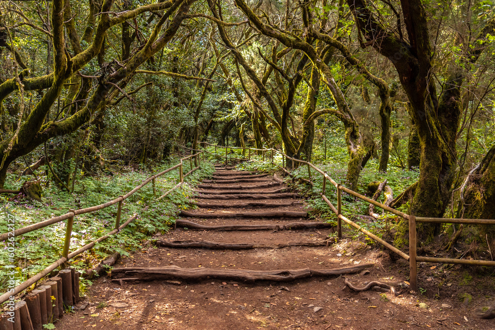 Beautiful footpath in the natural park of Garajonay in La Gomera, Canary Islands Beautiful footpath in the natural park of Garajonay in La Gomera, Canary Islands
