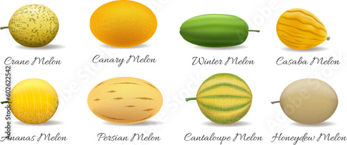 Melon varieties vector illustration