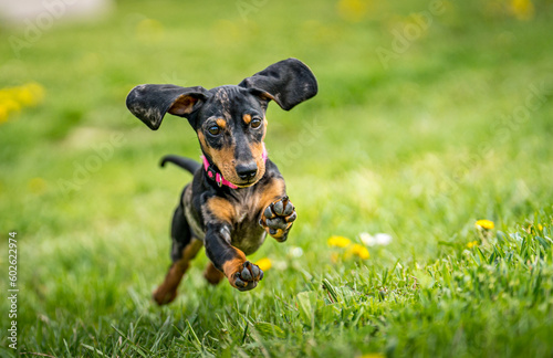running dog on grass