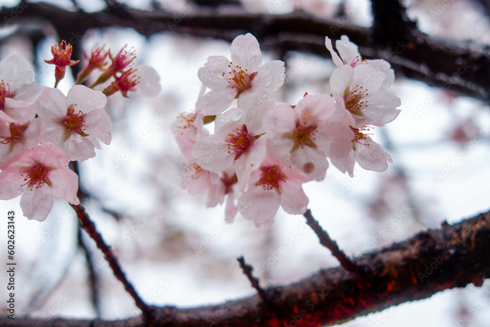 Cherry blossom blooming season.close up on beautiful lovely pink flowers in a public park. concept for natural spring background Cherry blossom blooming season.close up on beautiful lovely pink flowers in a public park. concept for natural spring background