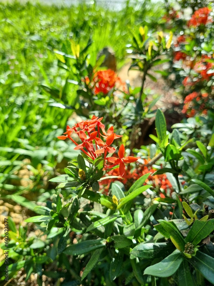 red flowers on a bush