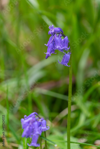 English bluebells in a Northumberland, UK