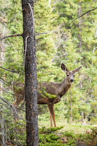 Mule Deer (Odocoileus hemionus) standing in the forest. © Shawn.ccf