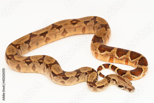 Salmon Boa Constrictor snake isolated on white background © dwi