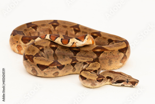 Salmon Boa Constrictor snake isolated on white background