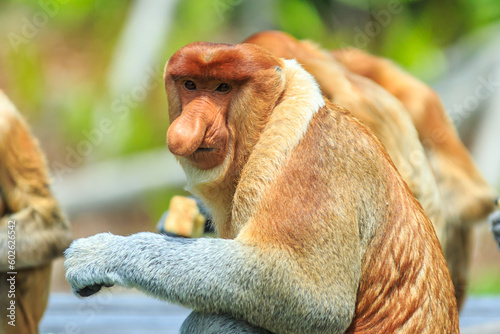 Photography proboscis monkey or nasalis larvatus