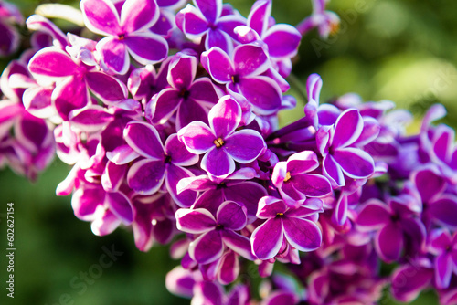 Big lilac branch bloom. Spring purple lilac flowers close-up on blurred background. Bouquet of purple flowers. Blossoming purple lilacs in the springtime. Blooming bush with tender tiny flowers © Юлія Костюченко