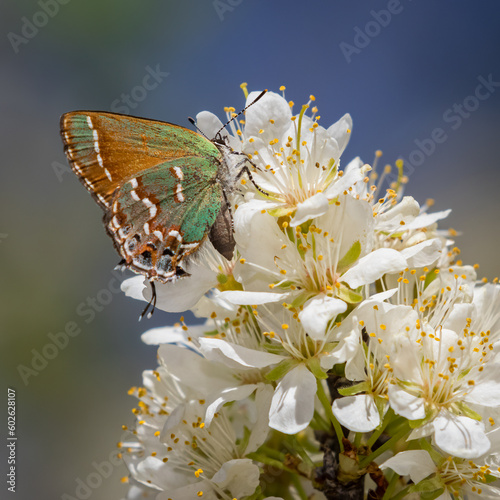 Juniper Hairstreak, Callophrys gryneus.