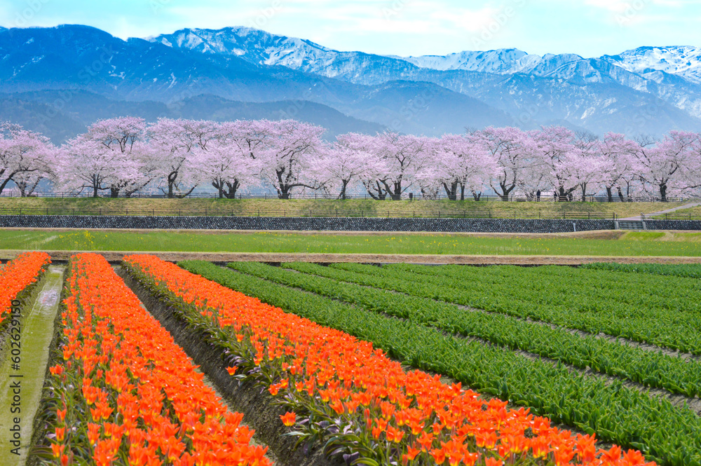 富山県朝日町の桜とチューリップと北アルプス