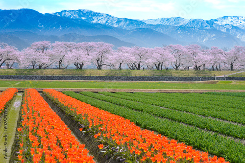 富山県朝日町の桜とチューリップと北アルプス