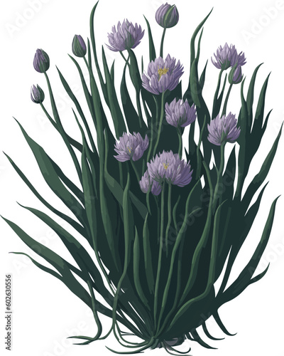 The Chives illustration captures the slender and delicate nature of this herb, with its long green stalks and aromatic leaves, perfect for adding a hint of freshness and culinary appeal to your projec