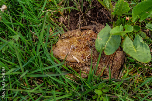 Background with big toad in the green grass © REDMASON