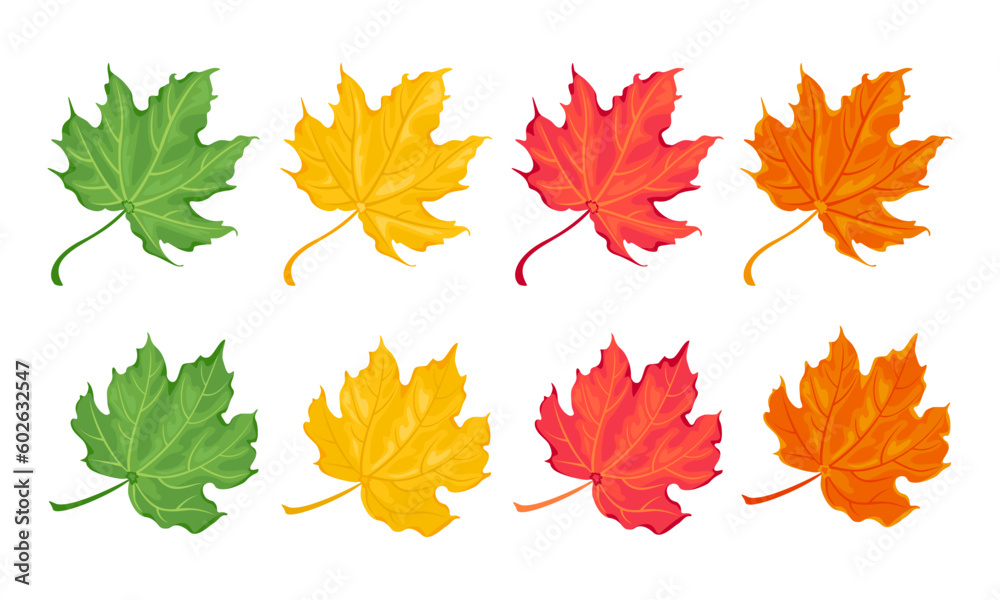 Fototapeta premium Set of colorful maple leaves. Vector cartoon illustration of autumn fallen leaf. 