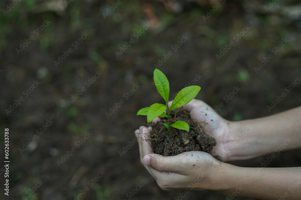 Hands of the farmer are planting the seedlings into the soil Hands of the farmer are planting the seedlings into the soil